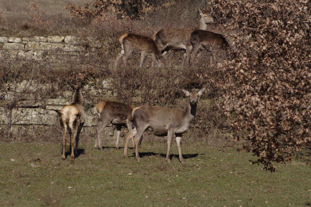 Carrellata di ungulati dal PNFC